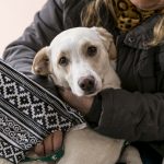 ZOONOSIS BROWN DESEMBARCA EN MALVINAS ARGENTINAS CON UN OPERATIVO DE CASTRACIÓN GRATUITA